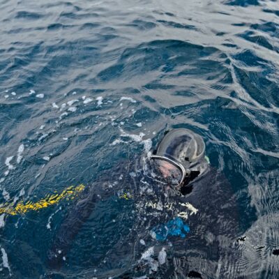 Copertina di Cile, la strage dei sub in nome del salmone