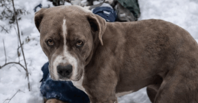 Copertina di “Non ha mai lasciato i corpi, non ha mangiato e non si è mai spostato da lì nonostante la bufera”: il cane Sherru ha vegliato su due ragazzi morti