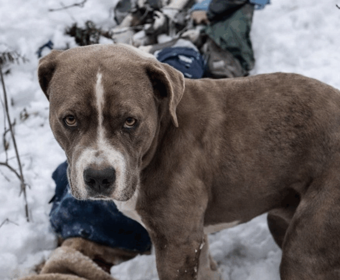 “Non ha mai lasciato i corpi, non ha mangiato e non si è mai spostato da lì nonostante la bufera”: il cane Sherru ha vegliato su due ragazzi morti