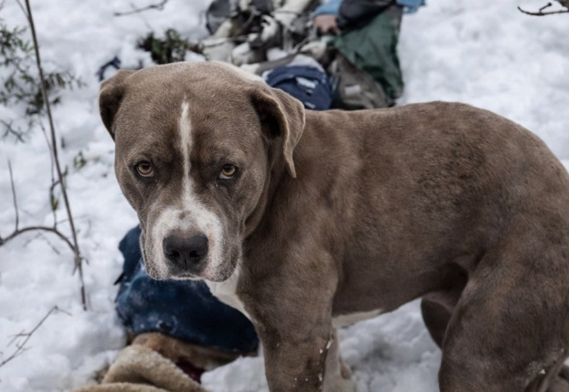 non ha mai lasciato i corpi non ha mangiato e non si 232 mai spostato da l236 nonostante la bufera il cane sherru ha vegliato su due ragazzi morti