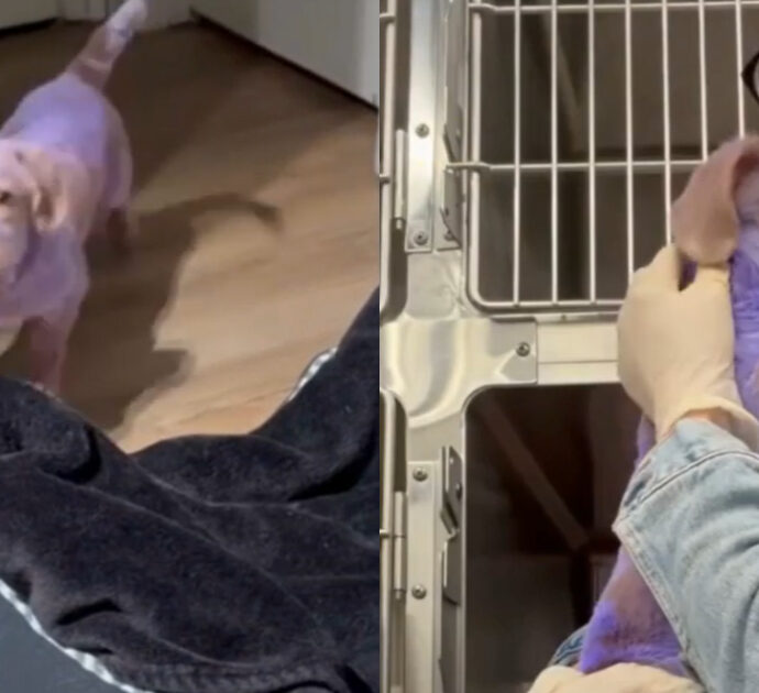 Un cane viene immerso in una vernice tossica. La ragazza che lo ha salvato: “Era spaventato, è il cucciolo più dolce del mondo”