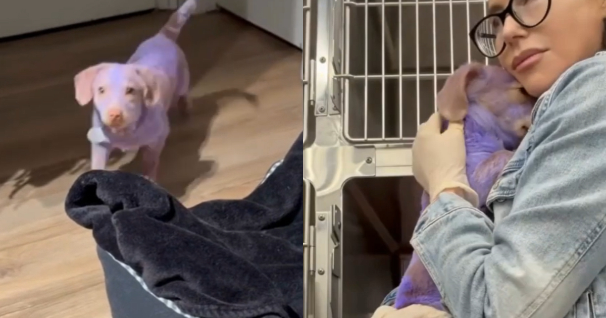 un cane viene immerso in una vernice tossica la ragazza che lo ha salvato era spaventato 232 il cucciolo pi249 dolce del mondo da Ilfattoquotidiano.it un cane viene immerso in una vernice tossica la ragazza che lo ha salvato era spaventato 232 il cucciolo pi249 dolce del mondo