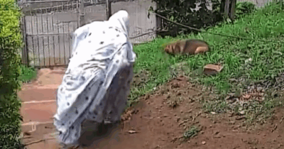 Copertina di Uno sciame di api aggredisce il cane in giardino: una donna si lancia in mezzo agli insetti per salvare la sua cucciola. Il video è virale