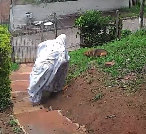 Uno sciame di api aggredisce il cane in giardino: una donna si lancia in mezzo agli insetti per salvare la sua cucciola. Il video è virale