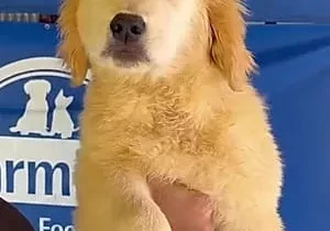 Copertina di Ha una malformazione e non è vendibile: cucciolo di Golden retriever scartato dall’allevamento. Il rifugio che lo ha accolto: “Non è stato trattato da essere vivente”
