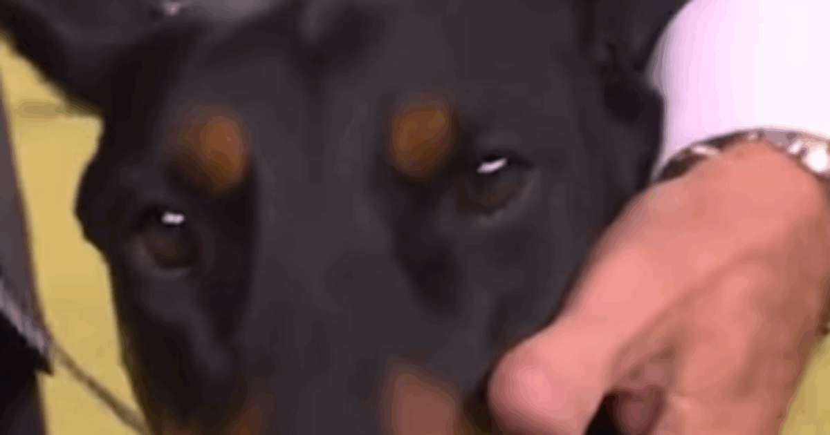 Il Dobermann Pinscher Penny trionfa al Westminster Kennel Club Dog Show 2026: le immagini della premiazione