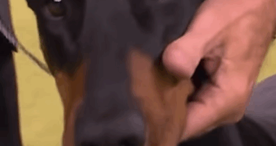 Copertina di Il Dobermann Pinscher Penny trionfa al Westminster Kennel Club Dog Show 2026: le immagini della premiazione