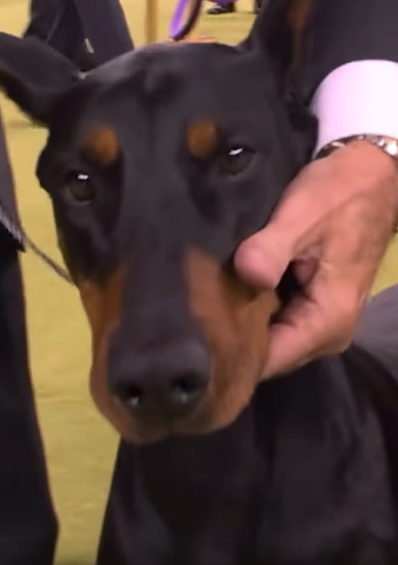 Il Dobermann Pinscher Penny trionfa al Westminster Kennel Club Dog Show 2026: le immagini della premiazione