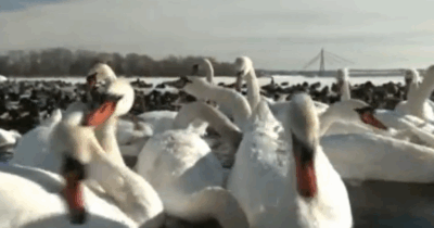 Copertina di Il freddo di Kiev colpisce anche i cigni: restano intrappolati nelle gelide acque del fiume Dnepr – IL VIDEO