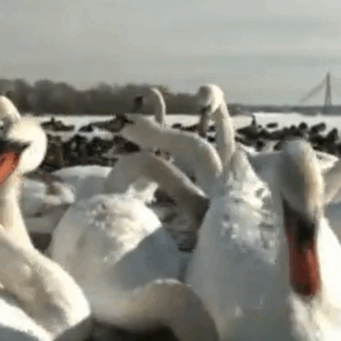 Il freddo di Kiev colpisce anche i cigni: restano intrappolati nelle gelide acque del fiume Dnepr – IL VIDEO