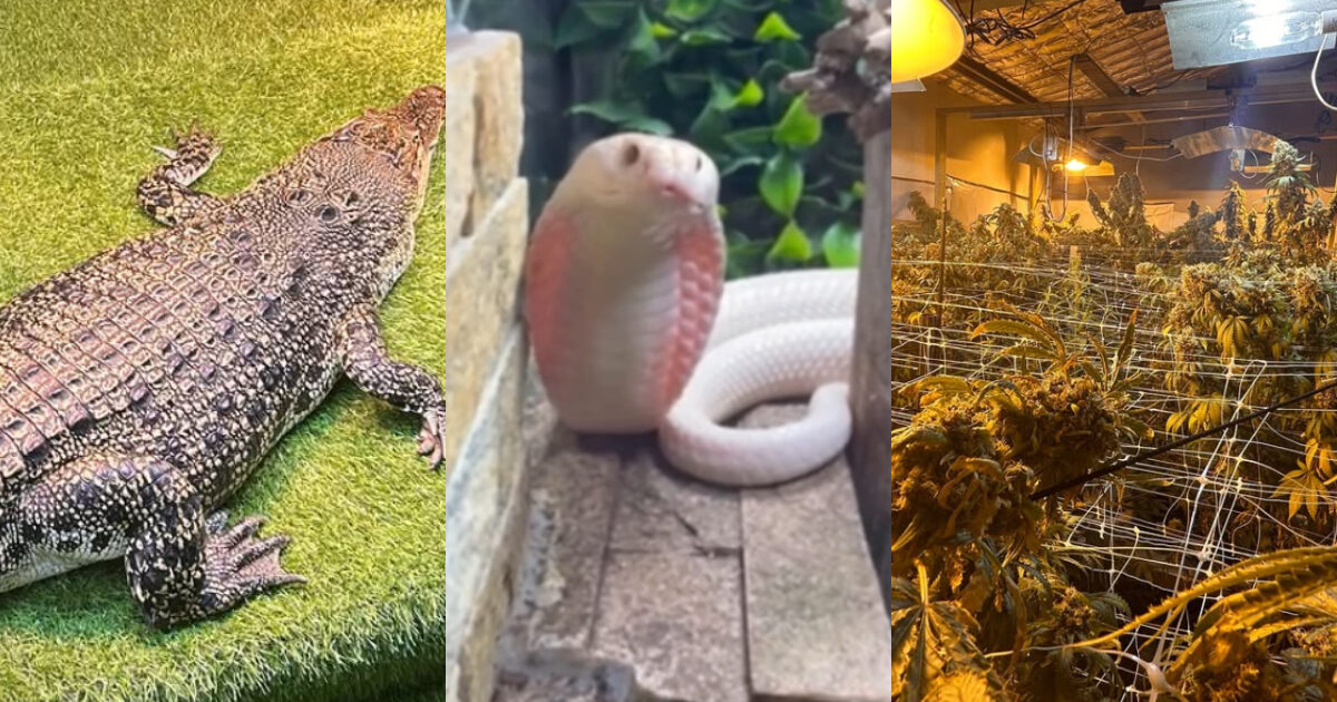 Fanno irruzione per cercare una coltivazione di cannabis, trovano un coccodrillo, 38 serpenti, 19 lucertole, 3 ricci e altri animali