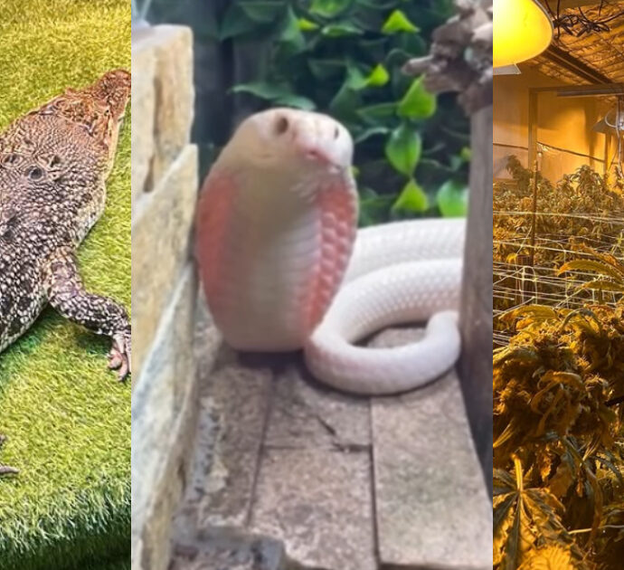 Fanno irruzione per cercare una coltivazione di cannabis, trovano un coccodrillo, 38 serpenti, 19 lucertole, 3 ricci e altri animali
