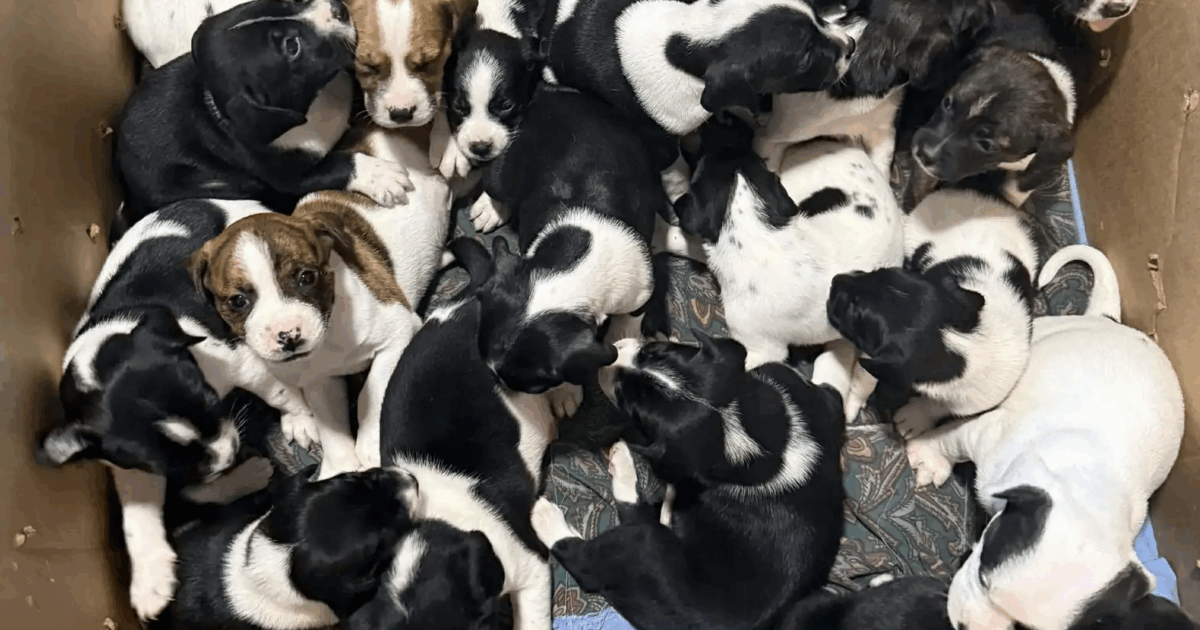“Che choc indescrivibile. L’intero rifugio è piombato nel silenzio”: ventuno cuccioli di cane abbandonati in una scatola di cartone