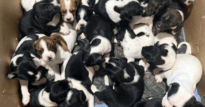 Copertina di “Che choc indescrivibile. L’intero rifugio è piombato nel silenzio”: ventuno cuccioli di cane abbandonati in una scatola di cartone