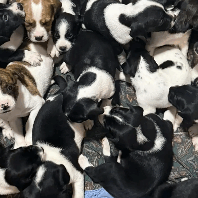 “Che choc indescrivibile. L’intero rifugio è piombato nel silenzio”: ventuno cuccioli di cane abbandonati in una scatola di cartone