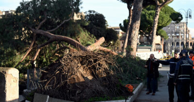 Copertina di Pini di Roma da abbattere, l’accusa dell’associazione ambientalista: “È il business delle motoseghe. Non sei stato capace di curare? Dimettiti”