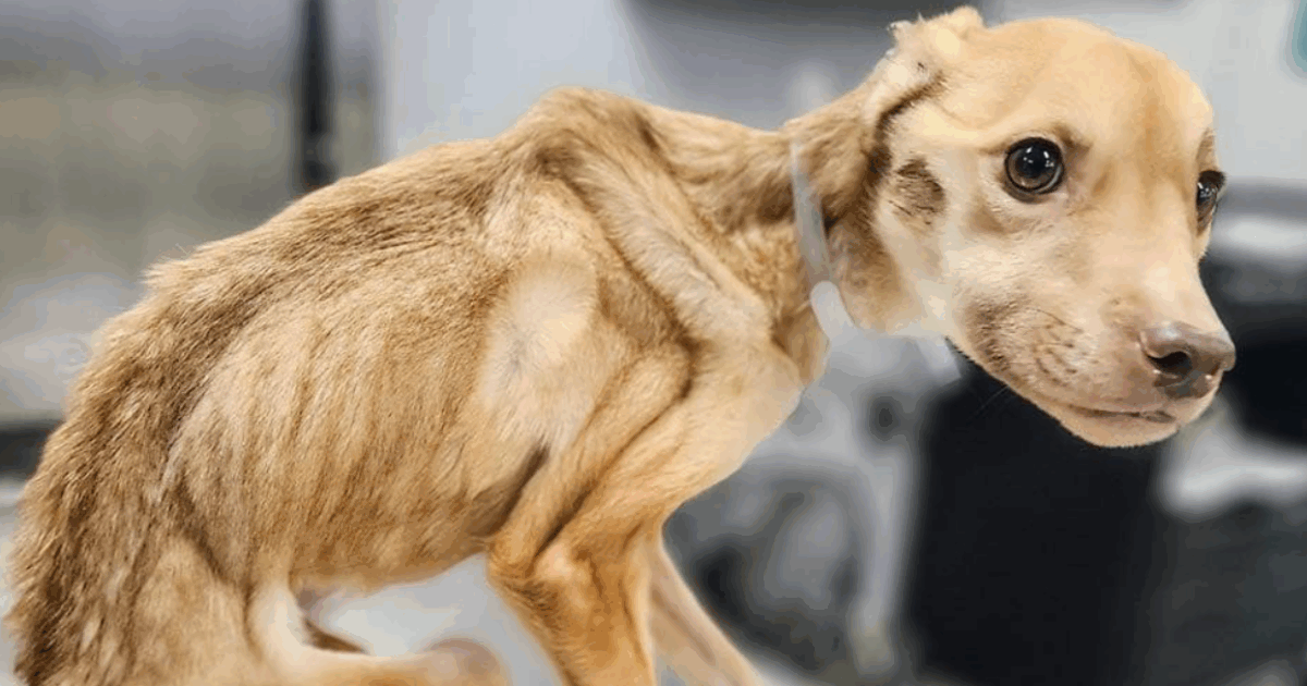 “Era emaciata e affamata, il caso è cosi grave da sembrare finto ma purtroppo è reale. È stata avviata un’indagine per crudeltà”: la storia della cagnolina Penelope