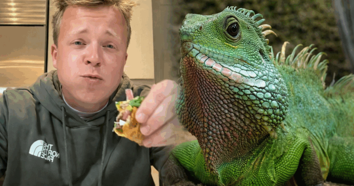 Prende un’iguana caduta da un albero a causa del freddo e la usa per preparare dei tacos: “Buona come il pollo”. Disgusto online