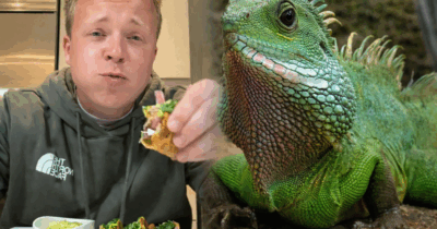 Copertina di Prende un’iguana caduta da un albero a causa del freddo e la usa per preparare dei tacos: “Buona come il pollo”. Disgusto online