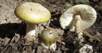 Copertina di “Epidemia di decessi e gravi malattie a causa del fungo della morte”: quattro persone decedute e 39 intossicate con l’amanita phalloide in California