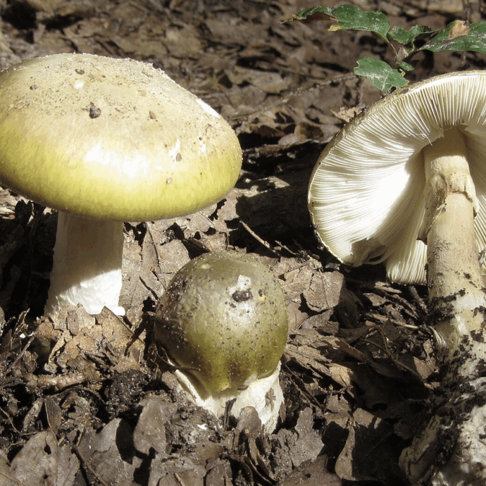 “Epidemia di decessi e gravi malattie a causa del fungo della morte”: quattro persone decedute e 39 intossicate con l’amanita phalloide in California