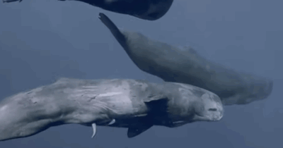 Copertina di “Non avvicinatevi ai capodogli morti, potrebbero esplodere”: allarme per chi si avvicina a fotografare i due cetacei spiaggiati in Danimarca