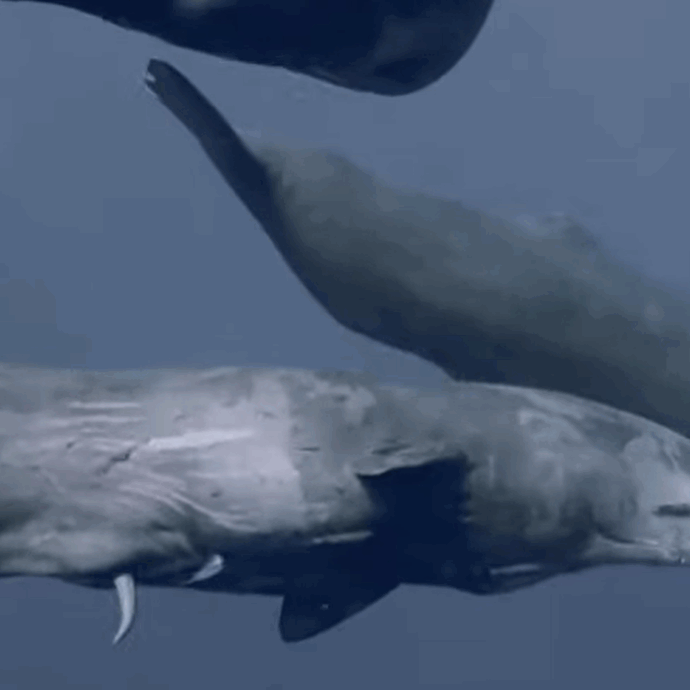 “Non avvicinatevi ai capodogli morti, potrebbero esplodere”: allarme per chi si avvicina a fotografare i due cetacei spiaggiati in Danimarca