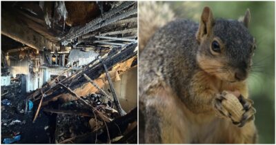 Copertina di “Dobbiamo ricominciare da zero per colpa di uno scoiattolo”: l’incredibile storia del roditore che ha sconvolto la vita di una famiglia