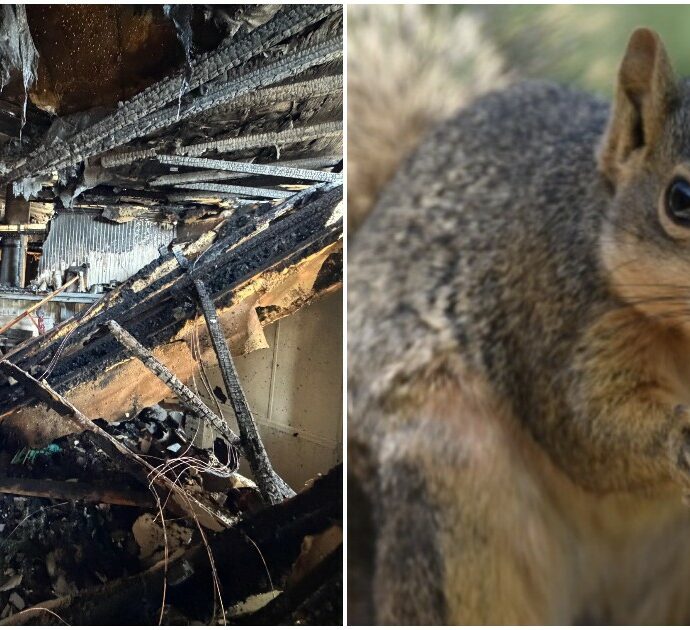 “Dobbiamo ricominciare da zero per colpa di uno scoiattolo”: l’incredibile storia del roditore che ha sconvolto la vita di una famiglia