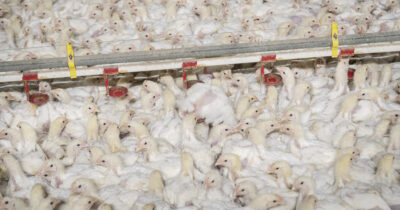 Copertina di Ristoranti e fast food, in Italia su sette catene solo Ikea prende impegni per i polli nella filiera. Roma fanalino di coda in Europa