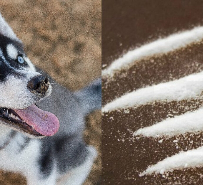 “Il mio Nilak era in overdose di cocaina, ero terrorizzata e sotto shock. Pensavo di doverlo sopprimere”: un husky ha rischiato la morte dopo aver ingerito droga