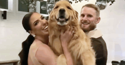 Copertina di Un cagnolone testimone di nozze “benedice” con la zampa il matrimonio dei padroni: “Eravamo così felici, soprattutto vedendo quanto fosse felice lui” – IL VIDEO