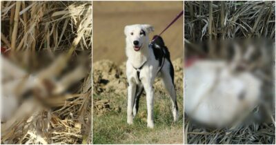 Copertina di Cani decapitati e chiusi in sacchi, scoperto “cimitero” clandestino nel Maceratese. Il ritrovamento grazie a un cucciolone del canile