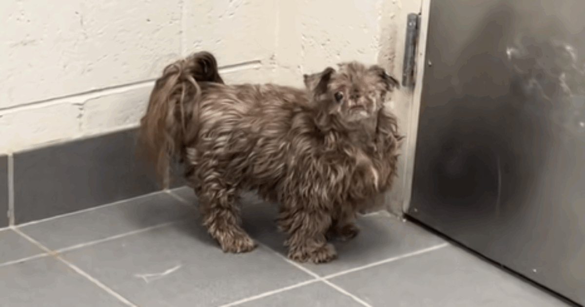 “Gli hanno rasato solo la testa. Non potevo credere a quanto sembrasse ridicolo”: la storia di Bob, il cane dal look improponibile diventato virale sui social