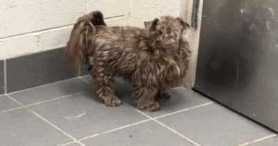 Copertina di “Gli hanno rasato solo la testa. Non potevo credere a quanto sembrasse ridicolo”: la storia di Bob, il cane dal look improponibile diventato virale sui social