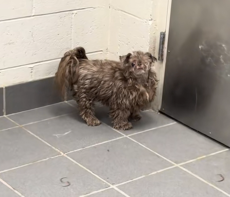 “Gli hanno rasato solo la testa. Non potevo credere a quanto sembrasse ridicolo”: la storia di Bob, il cane dal look improponibile diventato virale sui social