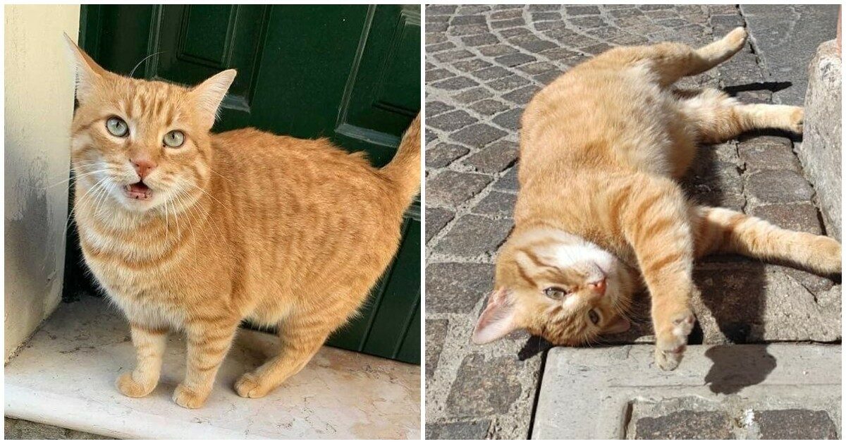 Una statua per il gatto Rossini: il tributo della città di Rovigo al micio-star morto investito nella notte di San Valentino