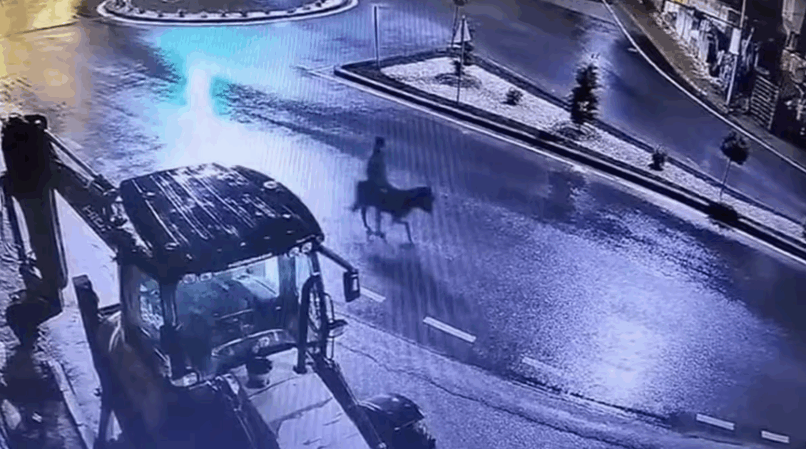 Sfonda la gioielleria con un muletto e scappa in sella all’asino: “Ero ubriaco, mi servivano soldi”