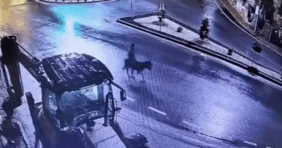 Copertina di Sfonda la gioielleria con un muletto e scappa in sella all’asino: “Ero ubriaco, mi servivano soldi”