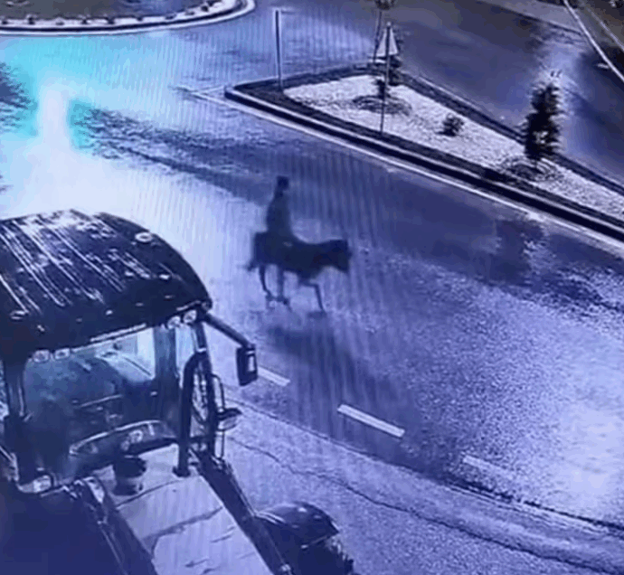 Sfonda la gioielleria con un muletto e scappa in sella all’asino: “Ero ubriaco, mi servivano soldi”