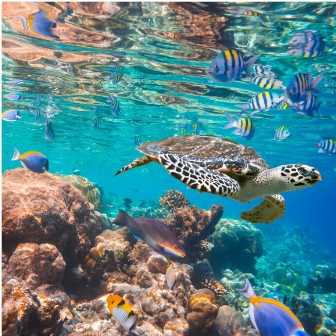 L’estate nel cuore dell’inverno: fuga a Marsa Alam, dove il deserto si tuffa nel blu della barriera corallina