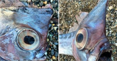 Copertina di “Un unicorno dagli occhi giganti”: spunta dal mare il rarissimo “Pesce Liocorno”, la misteriosa creatura degli abissi spiaggiata in Sicilia