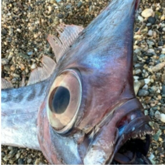 “Un unicorno dagli occhi giganti”: spunta dal mare il rarissimo “Pesce Liocorno”, la misteriosa creatura degli abissi spiaggiata in Sicilia