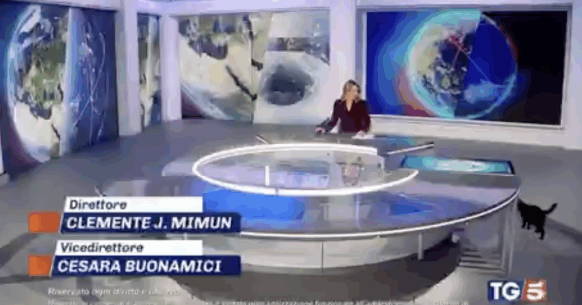 Un gatto nero fa irruzione nello studio del TG5 delle 13:30: le immagini del felino diventano virali – VIDEO
