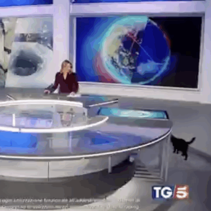 Un gatto nero fa irruzione nello studio del TG5 delle 13:30: le immagini del felino diventano virali – VIDEO