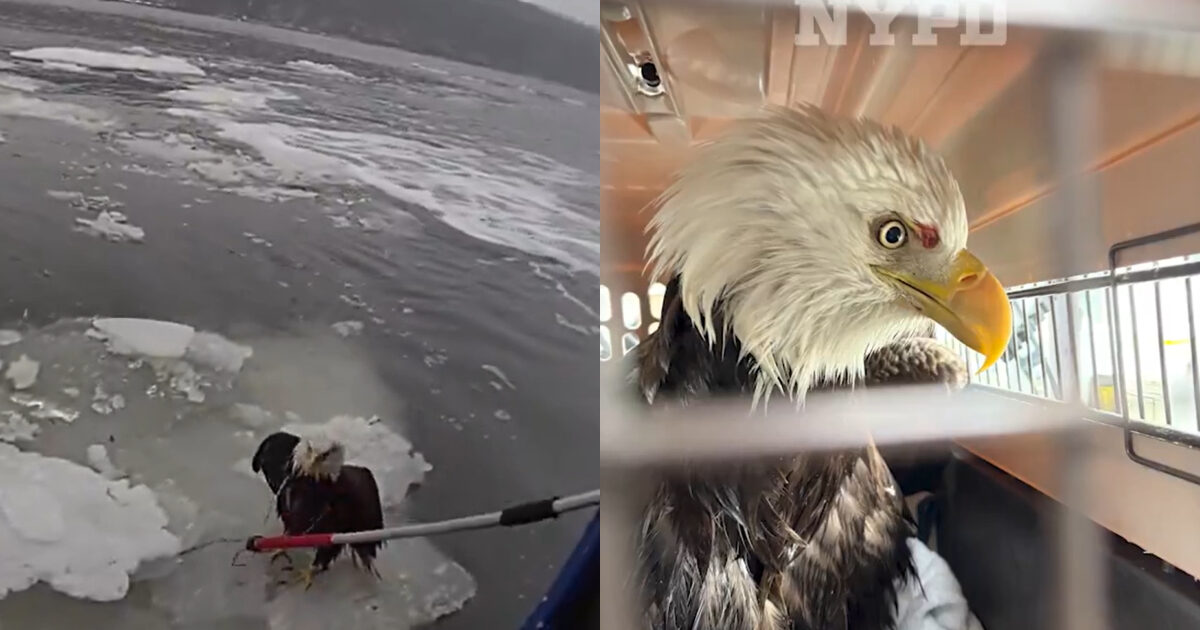 L’aquila calva ferita rimane intrappolata nel fiume: le immagini del salvataggio da parte della polizia sono virali