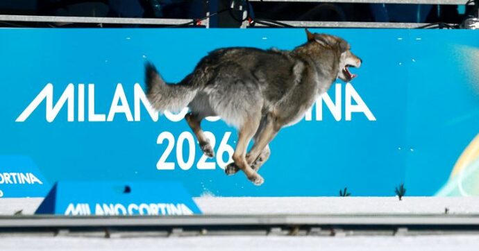 Un cane in pista alle Olimpiadi: il lupo cecoslovacco irrompe nello sci di fondo e viene immortalato dal fotofinish