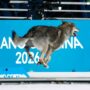 Copertina di Un cane in pista alle Olimpiadi: il lupo cecoslovacco irrompe nello sci di fondo e viene immortalato dal fotofinish