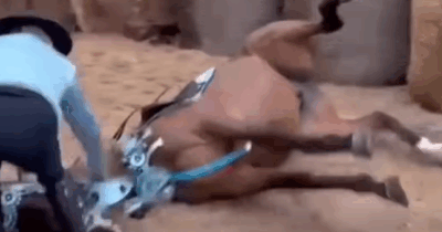 Copertina di Una cavalla si accascia a terra e muore: tragedia alla Sartiglia di Oristano. Il proprietario: “Le hanno lanciato dei petardi vicino agli zoccoli”