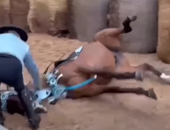 Una cavalla si accascia a terra e muore: tragedia alla Sartiglia di Oristano. Il proprietario: “Le hanno lanciato dei petardi vicino agli zoccoli”